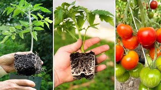 Tomato Propagation From Seeds  How To Propagate Tomato plant [upl. by Adla903]