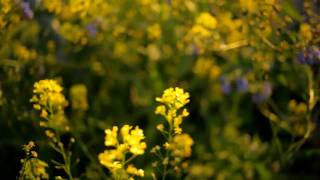 Canon 5D mark II test footage View of the Bumblebee Carl Zeiss Distagon T 28mm 28 [upl. by Spiers]