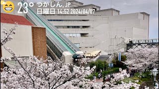 【🌸さくら満開🌸】グンゼタウンセンターつかしん（尼崎市）でお花見した！ つかしん お花見 さくら [upl. by Lizned]