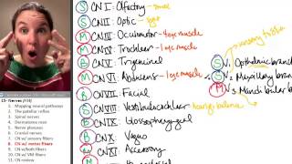 Nerves 8 Somatic Motor Cranial Nerves [upl. by Nolitta]