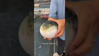 Puffer Fish Is Balloon shortsvideo [upl. by Devaj]