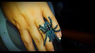 Sling Care Avicularia Caribena versicolor care by the Deadly Tarantula Girl [upl. by Lupita279]