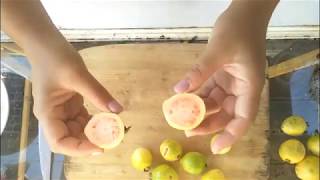 Eating fresh calabash  miracle fruit Crescentia cujete [upl. by Eitsyrc]