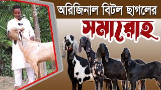 আনোয়ার ভাইয়ের অরিজিনাল ছাগলের বিশাল সমাহার দেখুন বিটোল হরিয়ানা তোতাপুরী  Goat Farming [upl. by Annait]