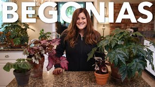 Indoor Begonia Care Guide 🌿 Garden Answer [upl. by Ahsiyn]