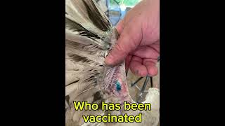 Vaccinating for Fowl Pox cluckerbooks vaccine fowls chicken chickenhealth birds [upl. by Kristian]