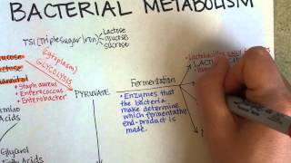 Bacterial Metabolism Part 1 Cellular Respiration of Bacteria [upl. by Ambrosane419]