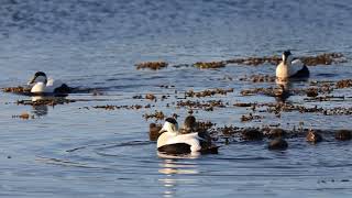 Common Eider [upl. by Tse]