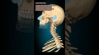 Longus Capitis Muscle animation humananatomyandphysiology humananatomy humerusanatomy [upl. by Silra]