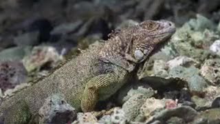 Green Iguana Epic Journey  Wild Caribbean  BBC Studios [upl. by Eifos]