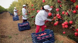 Harvest And Process Hundreds Of Tons Of Pomegranates  Modern Agricultural Technology [upl. by Berardo]