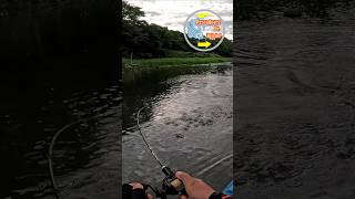 Esse barulho pescadoresdetoledo pescaria shortvideos [upl. by Lugo]