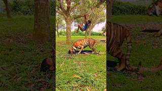 tiger trendingshorts tigee animals bigcat tigerlion funny wildanimal [upl. by Ardeed664]