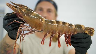 The Biggest Shrimp Ive Ever Seen [upl. by Ayra371]