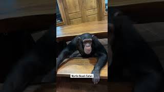 Chimpanzee Play Time 🐵❤️ shorts youtubeshorts [upl. by Rianna]