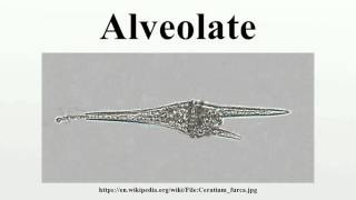 Alveolate [upl. by Anirehs]