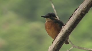 Vögel und ihre Stimmen  Eisvogel [upl. by Tcideneb]