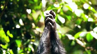 quotMating Machinequot Chimps in Issa Valley Tanzania [upl. by Eeb678]