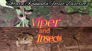 Malabar Pit Viper and Insects Frog 🐸 🐍 UTTARA KANNADA FOREST DISTRICT [upl. by Hcir]