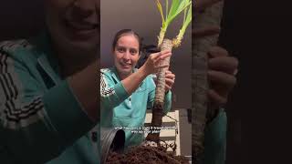 That’s yucca was yucky… with rot yucca plantcaretips rotting plantpeople [upl. by Nhguahs805]