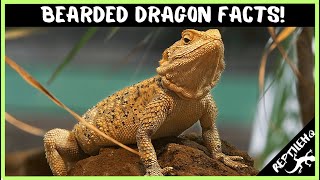 25 Crazy Bearded Dragon Facts that Will Blow Your Mind [upl. by Nigrom]