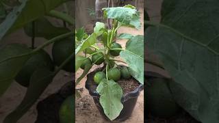 New technique of growing orange tree orange orangegrafting farming fruitfarming viral shorts [upl. by Atnauqal]