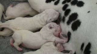 Dalmatian puppies 3 days old 2 [upl. by Cirdahc259]