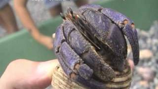 ムラサキオカヤドカリ（Purple land hermit crab）学名：Coenobita purpureus [upl. by Mmada630]