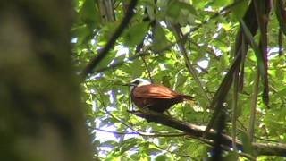 Threewattled Bellbird [upl. by Kermit72]