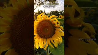 SUN FLOWER FARM  GUNDLUPET  vjdiariesbyvijesh sunflower gundlupet [upl. by Arleyne]