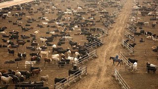 American Ranchers Raise 301 Million Beef Cattle This Way  American Cow Farm [upl. by Eleira]