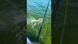 HOUNDFISH In New Jersey Topwater Fishing [upl. by Nickie965]