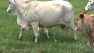 Macho Chianina x Brahman [upl. by Laine]