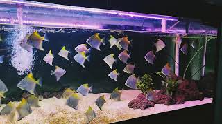 Beauty and RARE Fish Monodactylus fish feeding HD  schooling Fish  relaxing Fish [upl. by Anile]