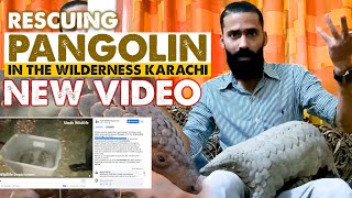 Rescuing Pangolin in the wilderness Karachi I Aun Muhammad I New Video I Animal World with Aun [upl. by Zora127]