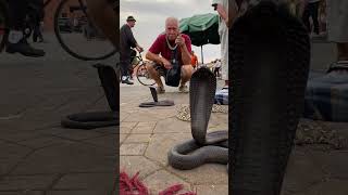 Snake in Djemaa el Fna Square Marrakech snakevideo [upl. by Monney721]