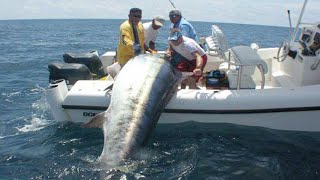 Amazing Fastest Giant Bluefin Tuna and Black Marlin Fishing Skill  Amazing big catching on the sea [upl. by Zahavi]