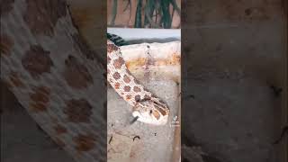 HOGNOSE SNAKE FYPYOUTUBE [upl. by Aala239]