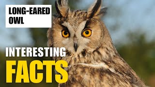 Exploring the Fascinating World of LongEared Owl  Interesting Facts  The Beast World [upl. by Petta378]