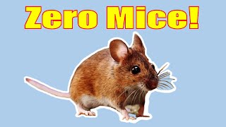 How to Get Rid Mice 100 Percent Guaranteed [upl. by Aronal]