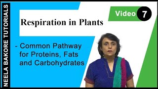 Respiration in Plants  NEET  Common pathway for Proteins Fats and Carbohydrates  Neela Bakore [upl. by Shien392]