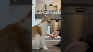 Katze kann Tricks🐈🐈 cats catshorts catsofyoutube catsofinstagram catsofyoutube [upl. by Abebi162]