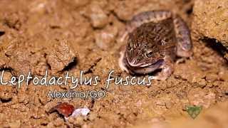 Faunamov  010  Leptodactylus fuscus [upl. by Aicila960]