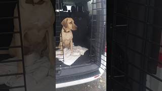 Broholmer Ary wird entspannter beim aussteigen aus dem Auto broholmer hundetraining [upl. by Obmar]