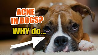 🐶ACNE IN DOGS 👇¿Why do They Appear [upl. by Urian]