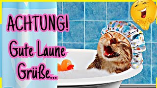 LUSTIGE Guten Morgen Grüße mit Miezen 🐱 amp Musik 🎶 [upl. by Manda]