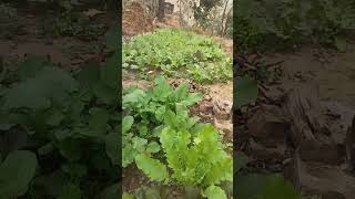 green vegetables उत्तराखंड nature food superfoodnutrition shortsvideo [upl. by Reiche909]