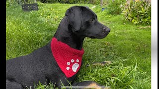 Crochet bandana for furry friends [upl. by Rikahs977]