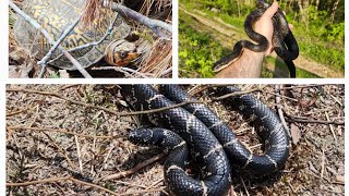 Late April 2024 Herping Another Kingsnake amp First Box Turtle of The Year Plus Tons of Other Finds [upl. by Yardley]