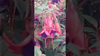 FUCHSIAS Fife Scotland 🏴󠁧󠁢󠁳󠁣󠁴󠁿 [upl. by Anaela]